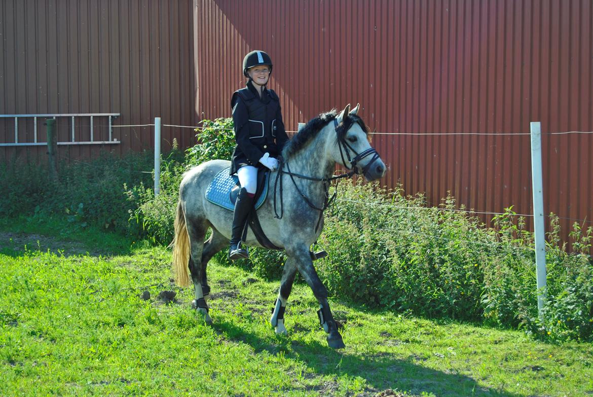 Welsh Pony (sec B) Korreborg's Barolo (SOLGT) :'(<3 - LÆKKRE PONY til springstævne  billede 1