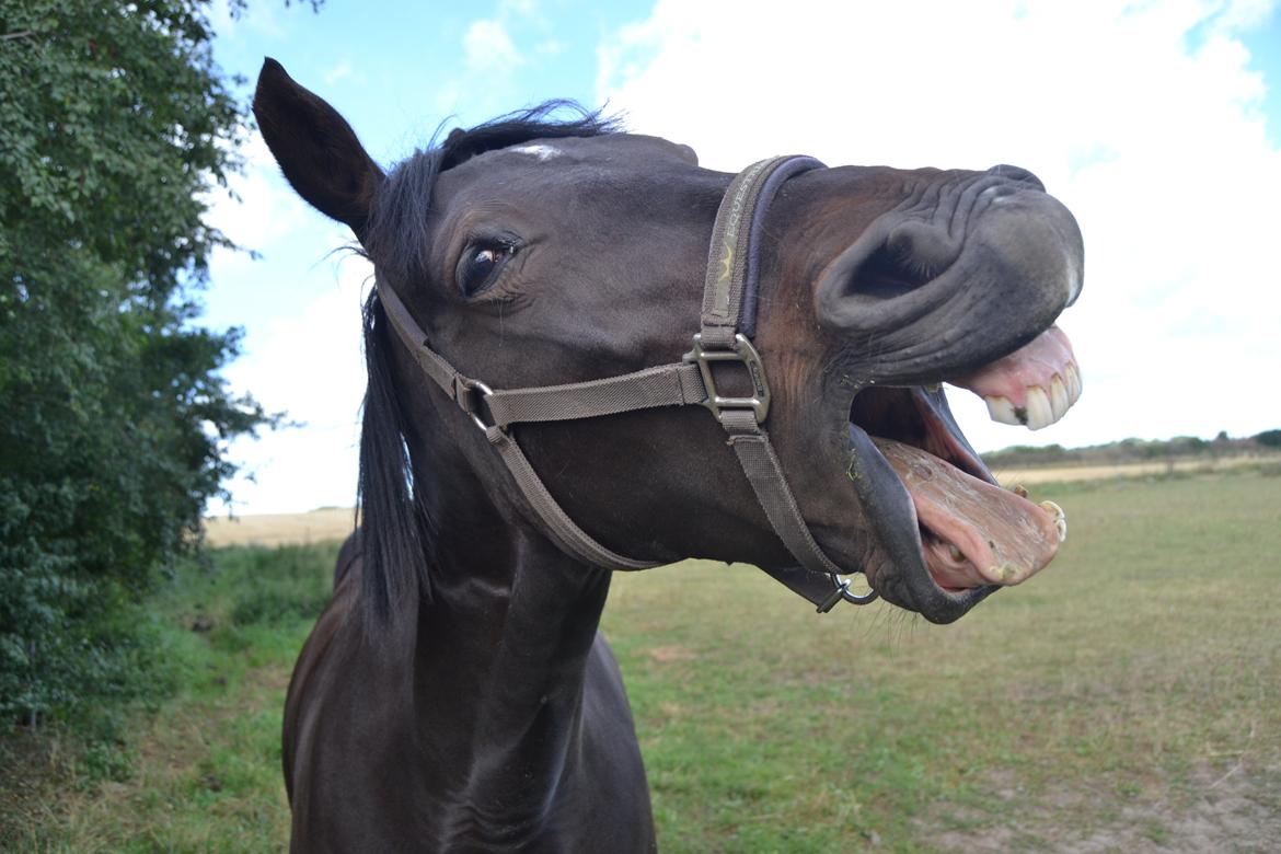 Anden særlig race Taura - Charmetrold ;-) billede 1