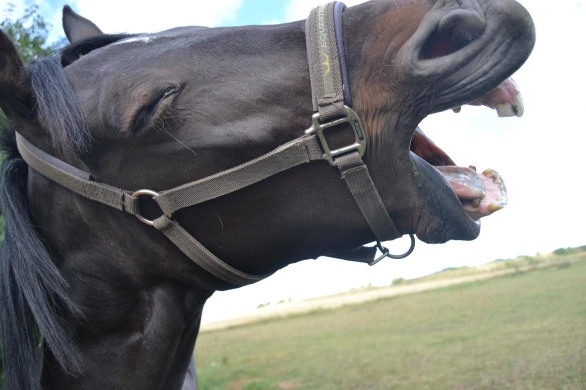 Anden særlig race Taura - Det er hårdt at være Taura! billede 12