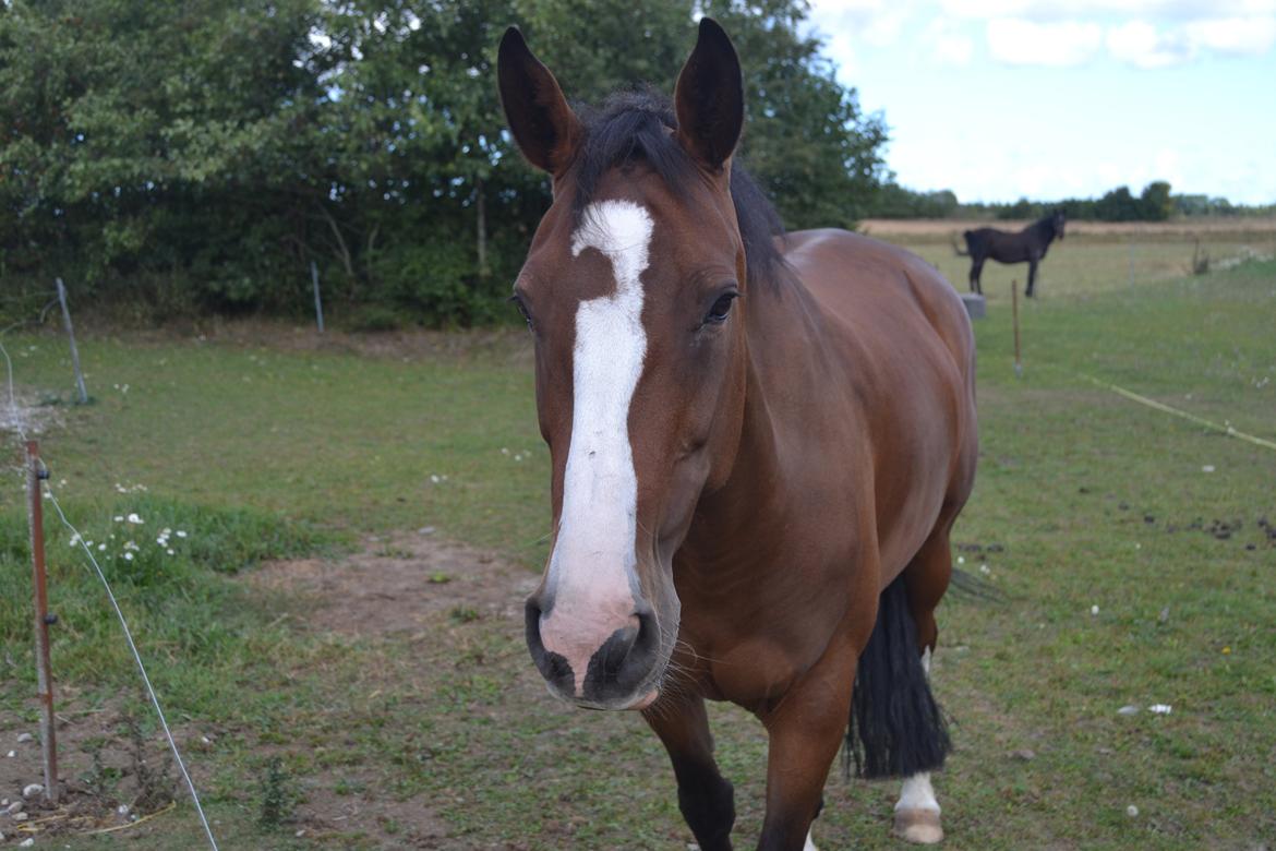 Hollandsk Varmblod Zorbella - Træt hest! billede 15