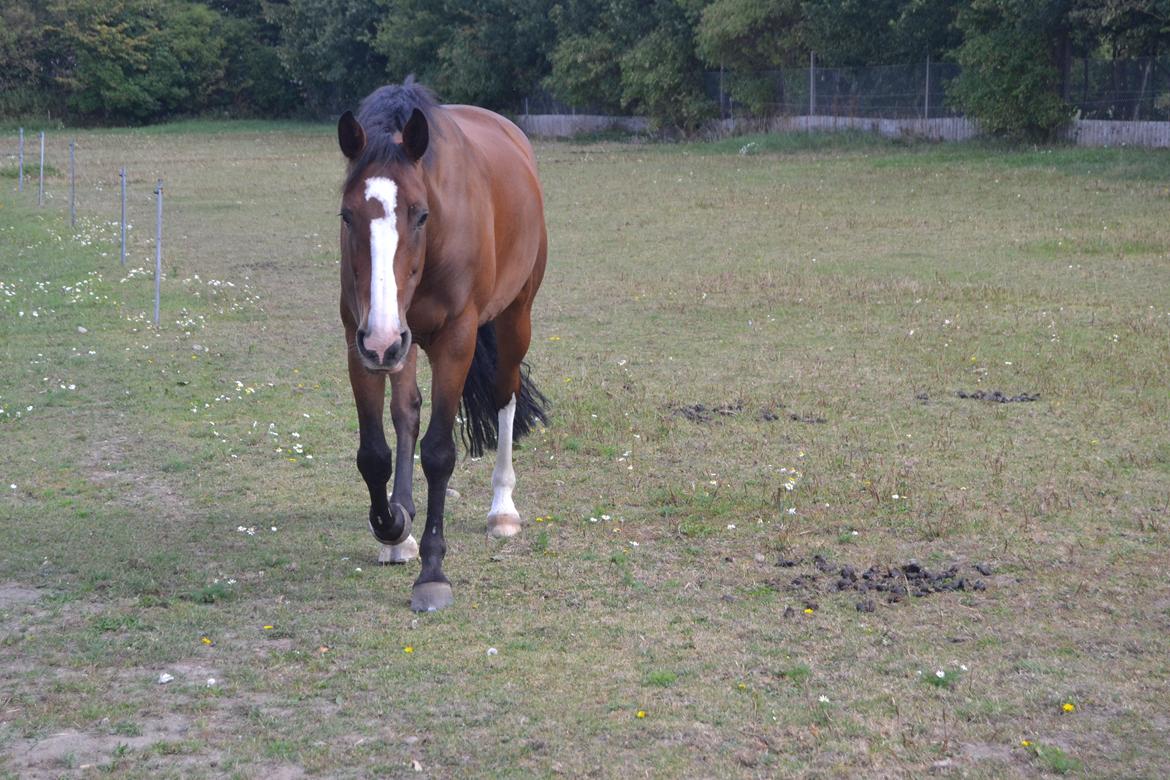 Hollandsk Varmblod Zorbella - Kommer når man kalder <3 billede 13