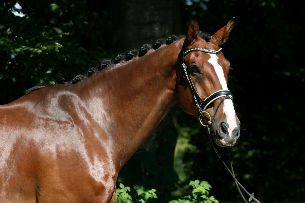 Dansk Varmblod Bøgegårdens "aladin" - Fotoshoot med Klokkeblomst! August 2013 Foto: Janie Sparrow billede 18