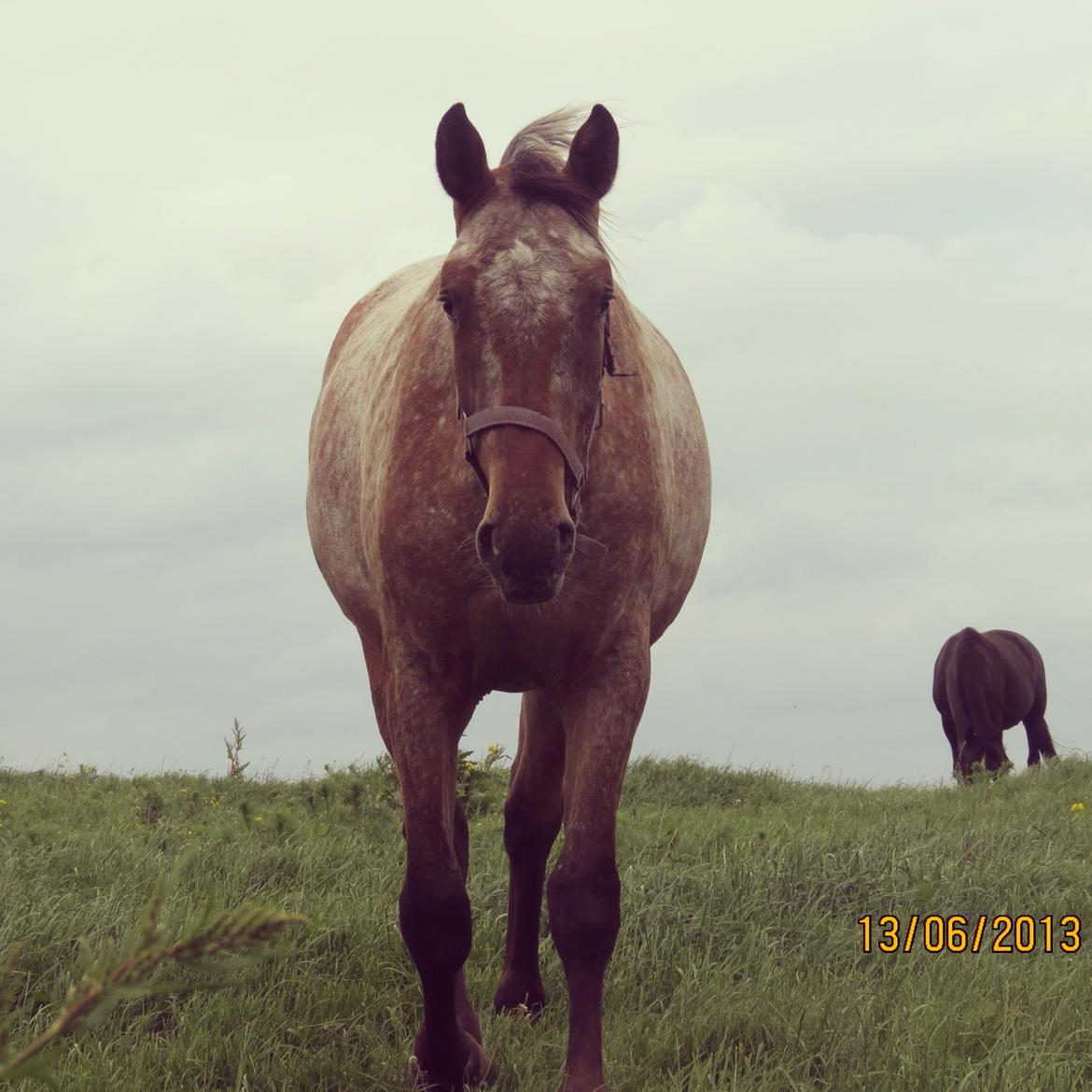 Knabstrupper Friis' Signe billede 15