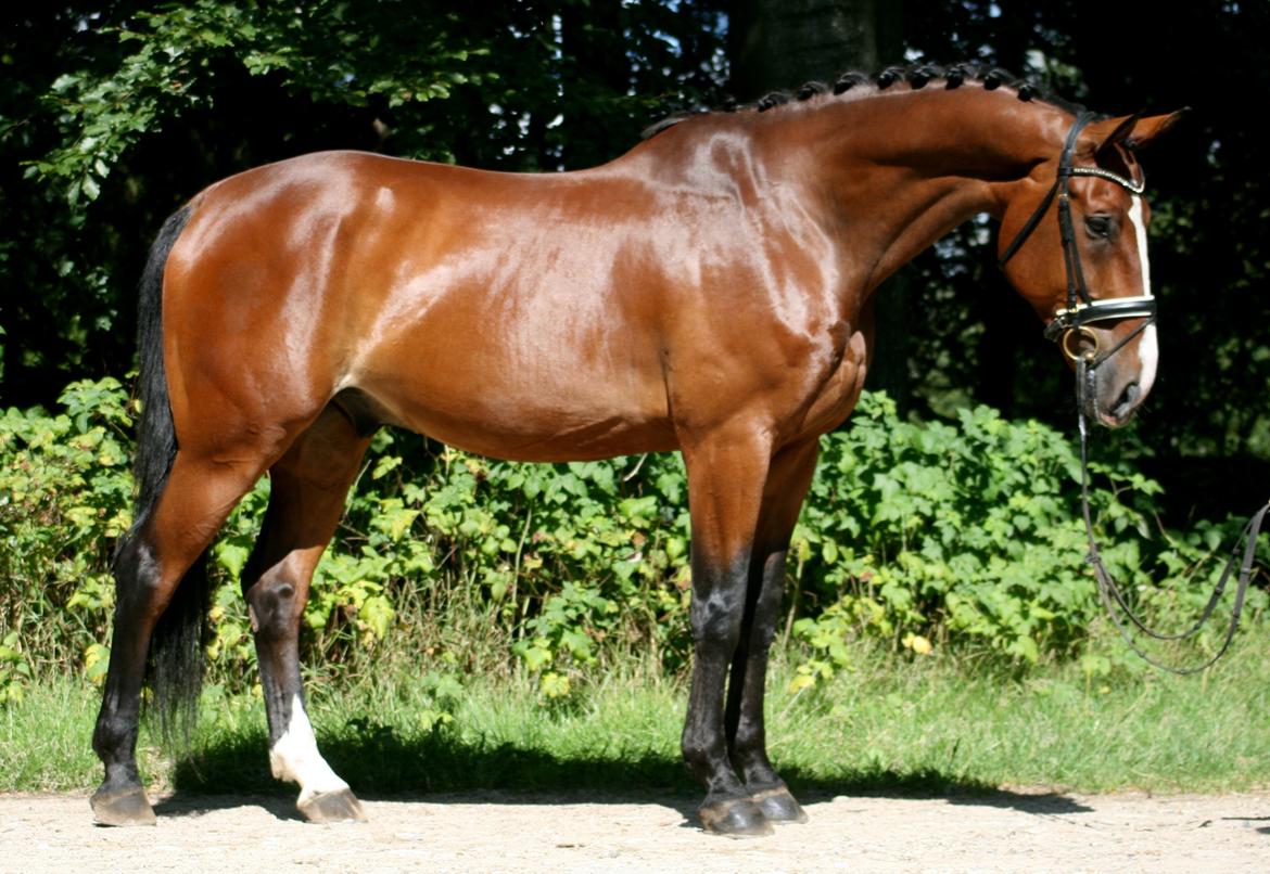 Dansk Varmblod Bøgegårdens "aladin" - Fotoshoot med Klokkeblomst! August 2013 Foto: Janie Sparrow billede 19