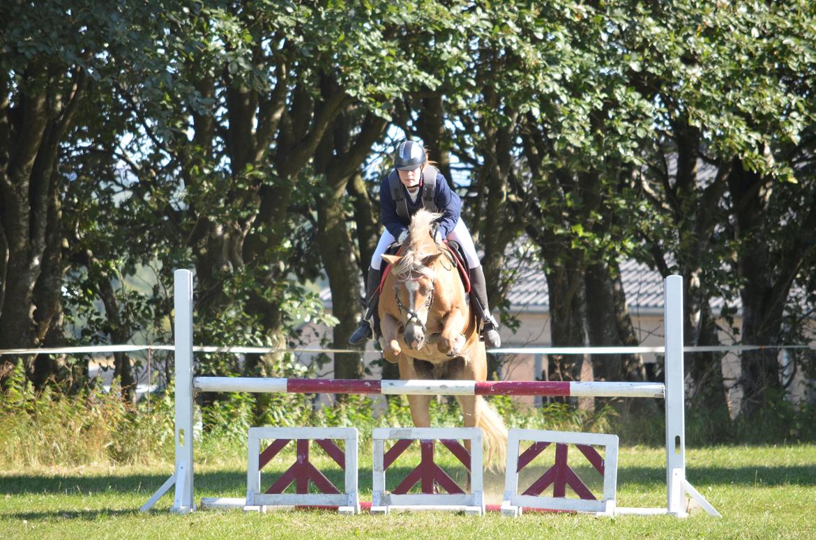 Haflinger Abbi rundhøj - 28-08-2013, Sabro Træningsstævne, 90 cm billede 5