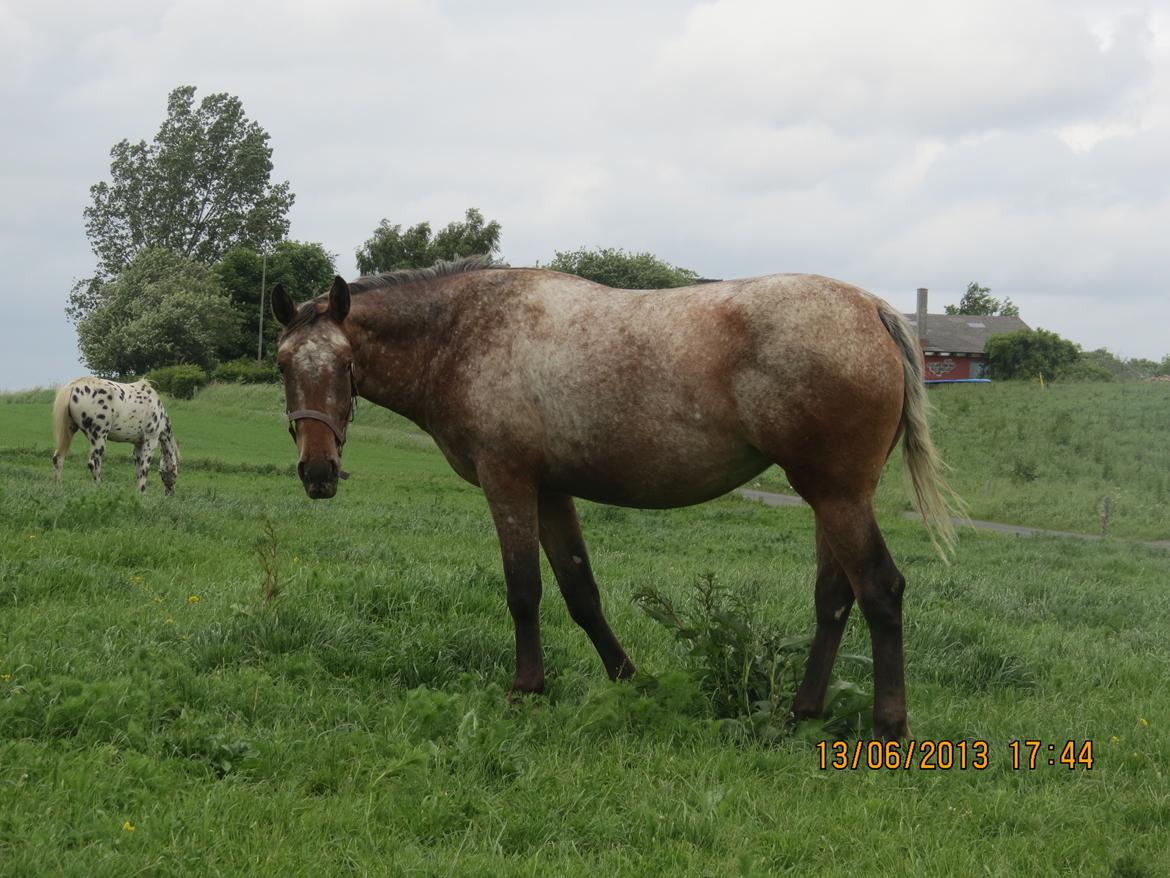 Knabstrupper Friis' Signe billede 16