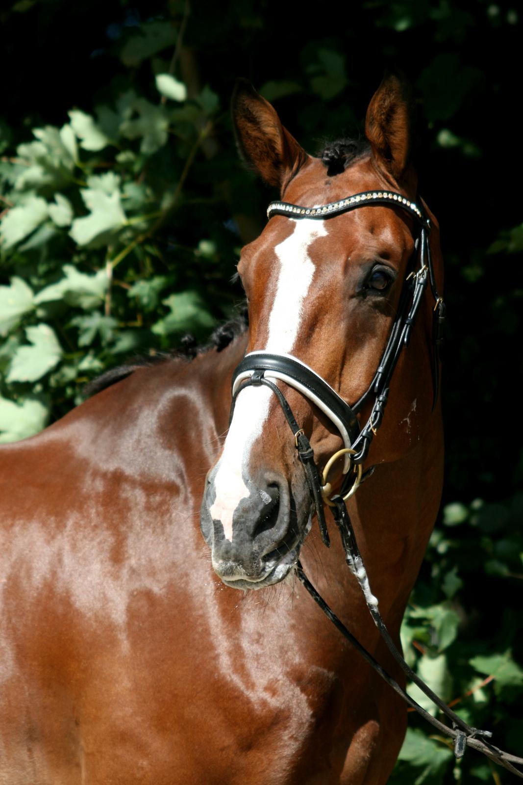 Dansk Varmblod Bøgegårdens "aladin" - Fotoshoot med Klokkeblomst! August 2013 Foto: Janie Sparrow billede 3