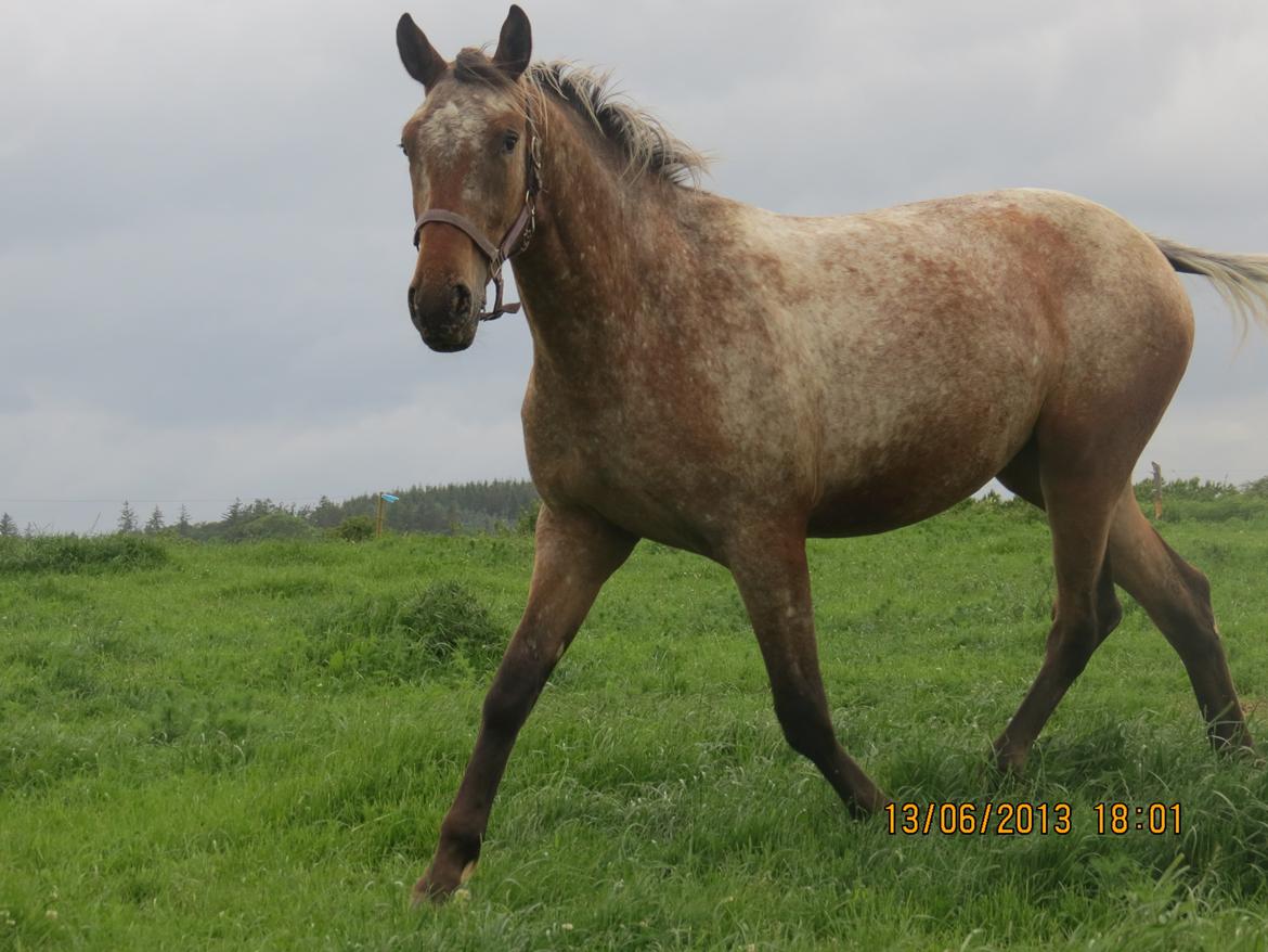 Knabstrupper Friis' Signe billede 19