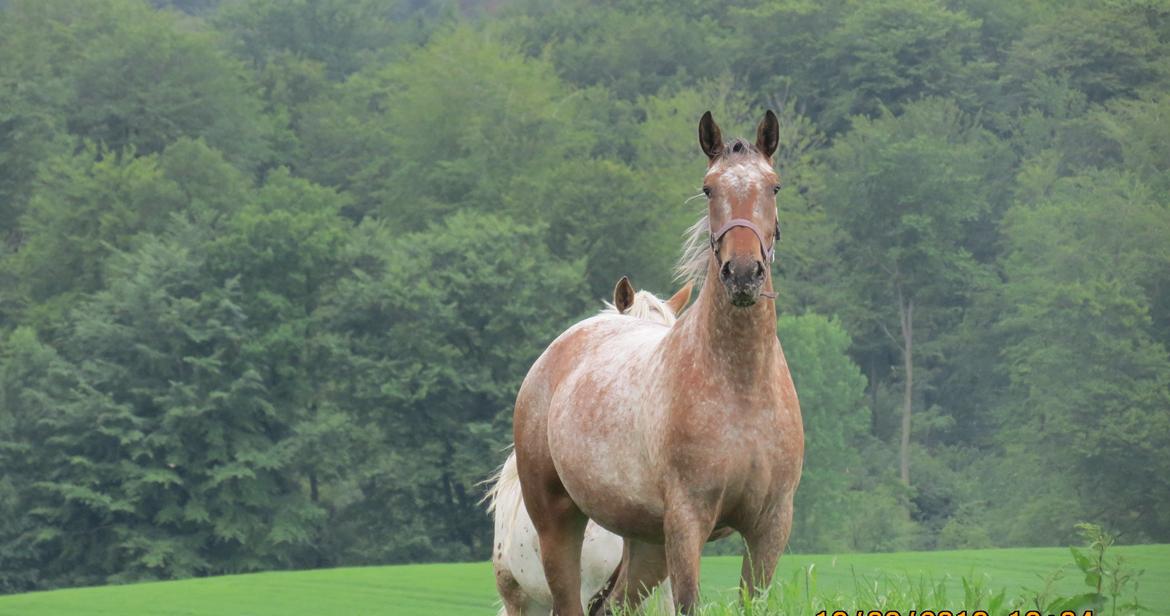 Knabstrupper Friis' Signe billede 8