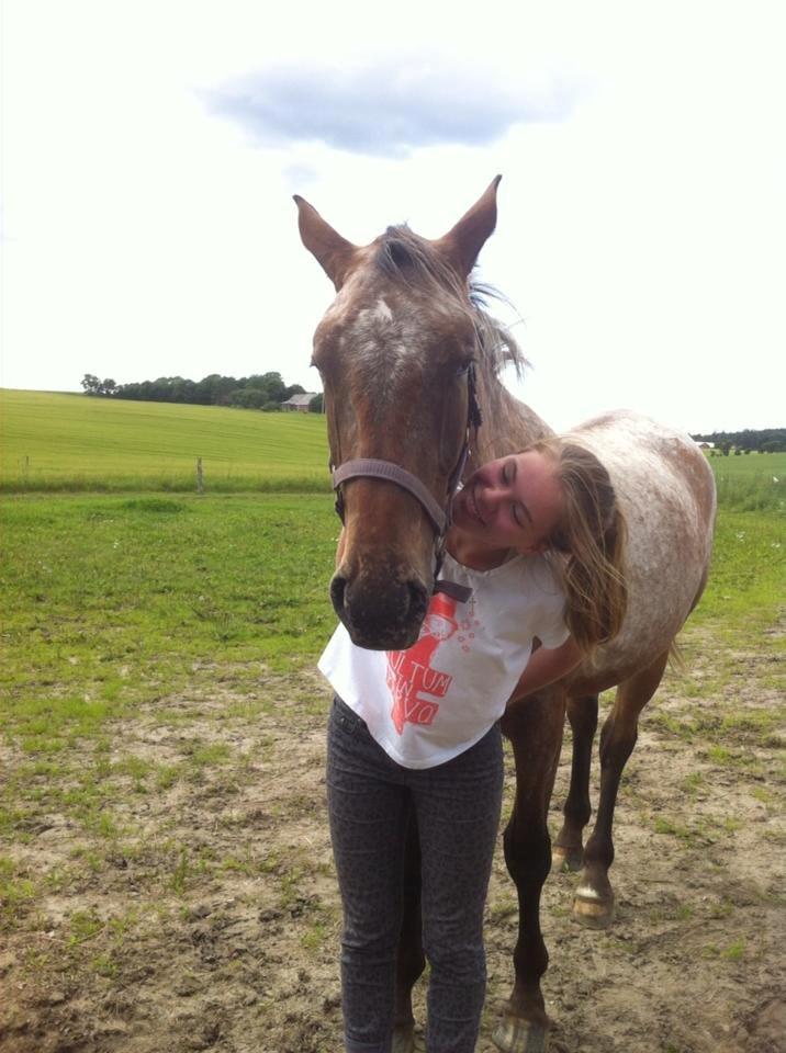 Knabstrupper Friis' Signe - My one and only. billede 9