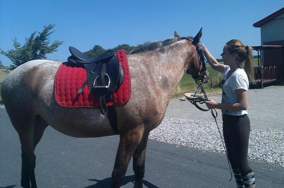Knabstrupper Friis' Signe - Første gang Signe har hovedetøj og sadel på. billede 13