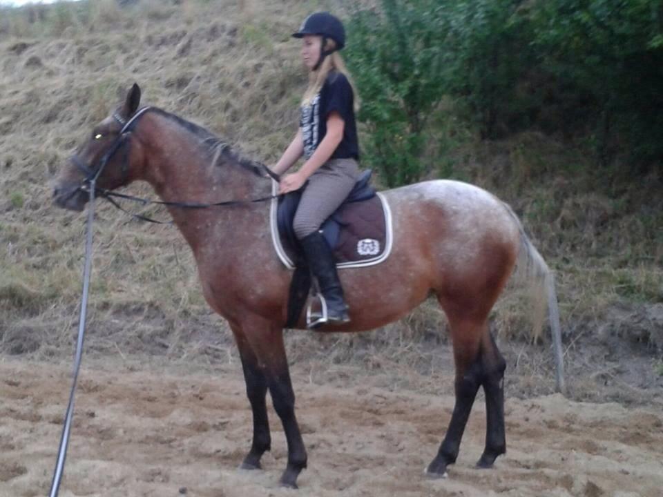 Knabstrupper Friis' Signe - Anden gang jeg er oppe på Signe. billede 18