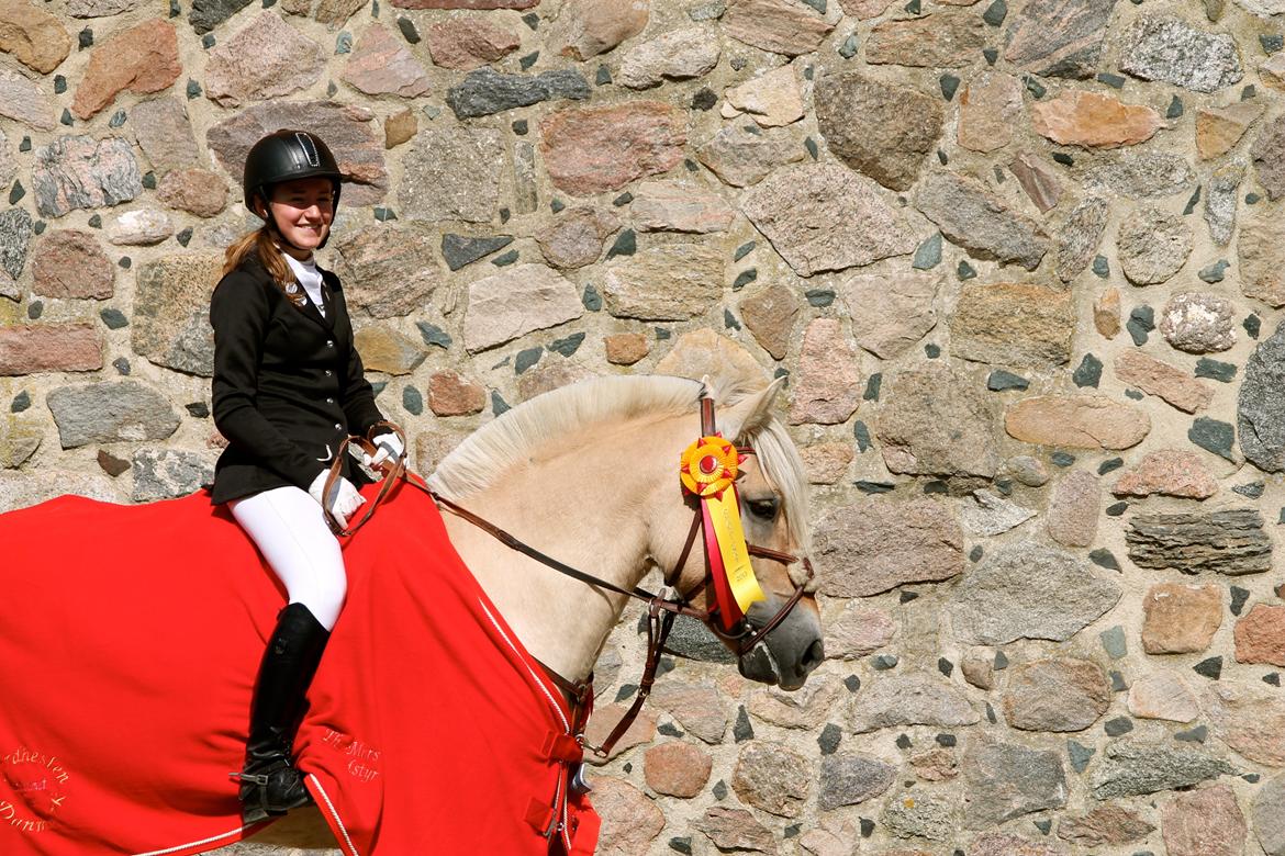 Fjordhest Atlet Bjergby - Atlet Bjergby vinder af 4 års Champoinat spring 2013.  billede 1