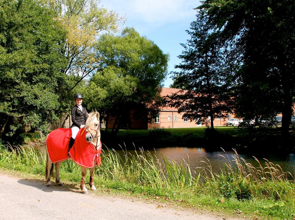Fjordhest Atlet Bjergby - Atlet Bjergby vinder af 4 års Championat spring 2013 billede 25