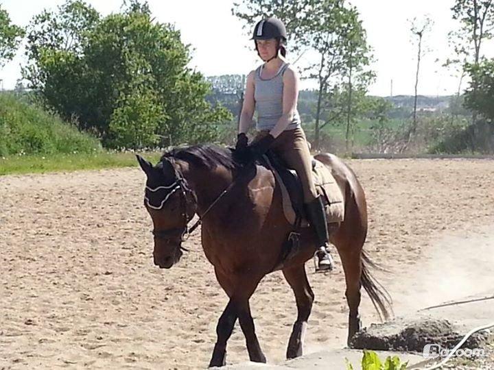 Fuldblod (XX) Fair Mile XX - Træning sommeren 2013 billede 2