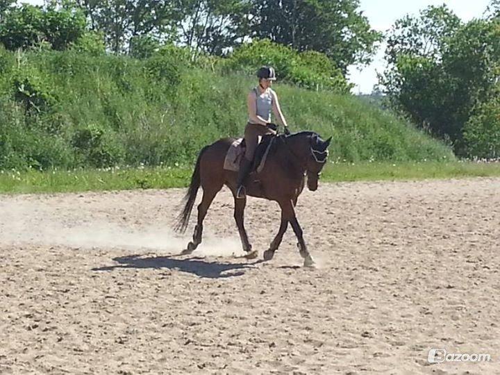Fuldblod (XX) Fair Mile XX - Træning sommeren 2013 billede 3