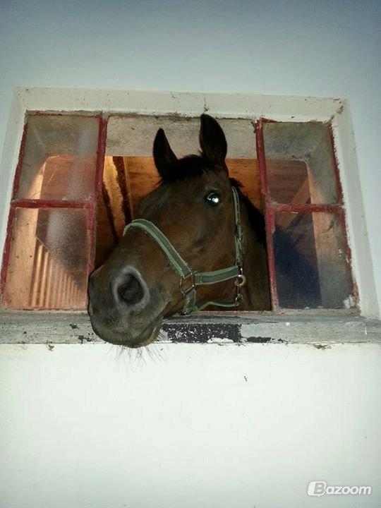 Fuldblod (XX) Fair Mile XX - Vindueskigger billede 4