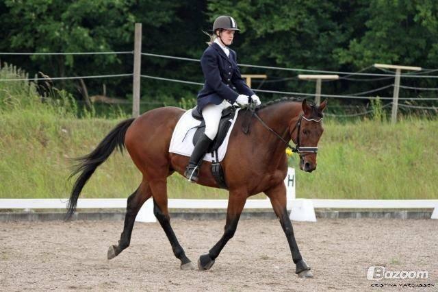 Fuldblod (XX) Fair Mile XX - Laila & Fair i dressur. Fotograf Kristina Markussen billede 8