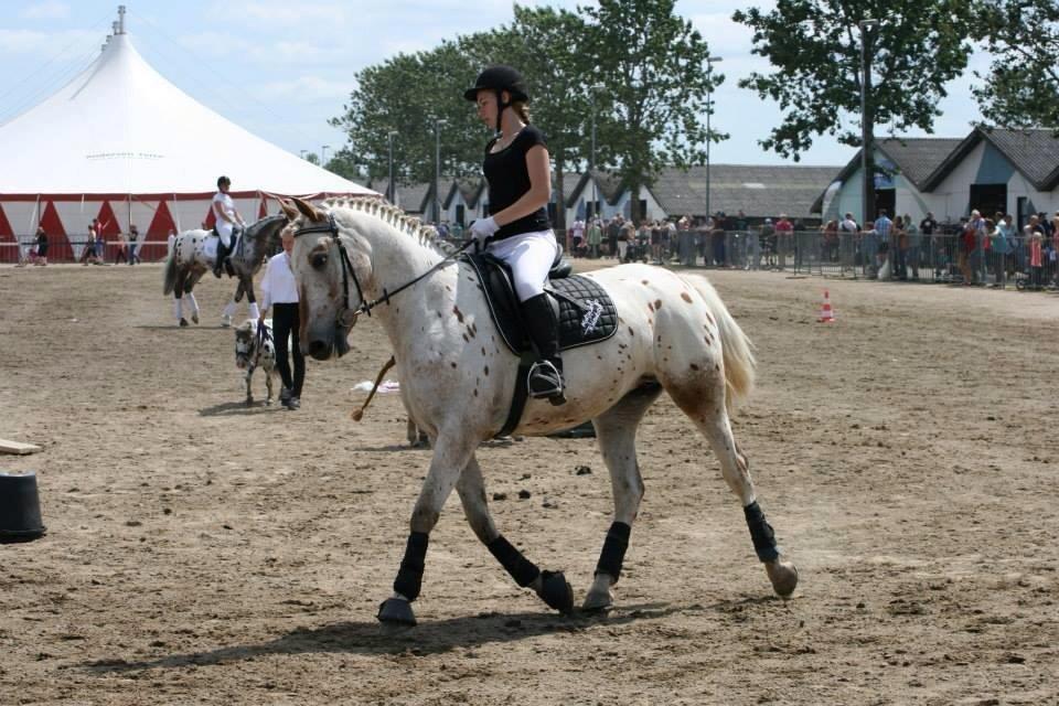 Knabstrupper Friis' Petrea billede 11