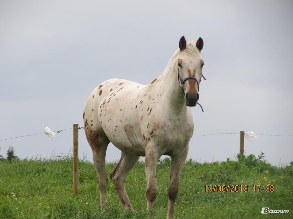 Knabstrupper Friis' Petrea billede 13