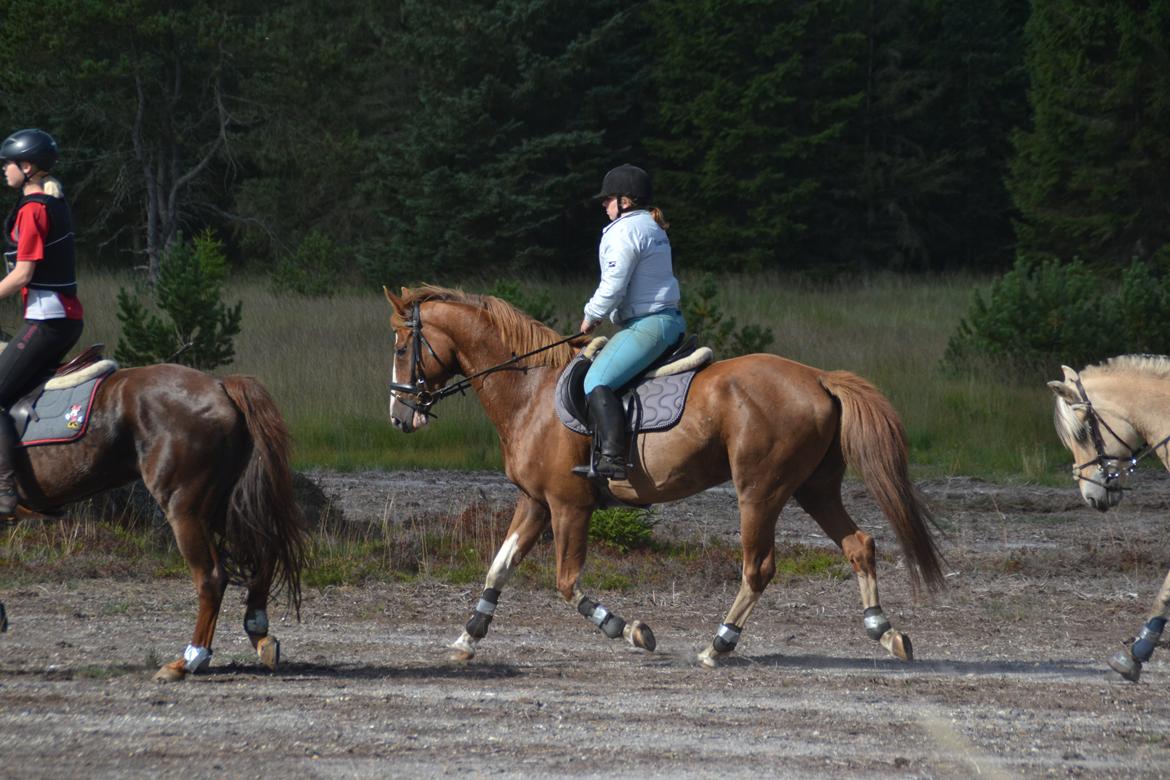 Dansk Varmblod Zico San *solgt* billede 7