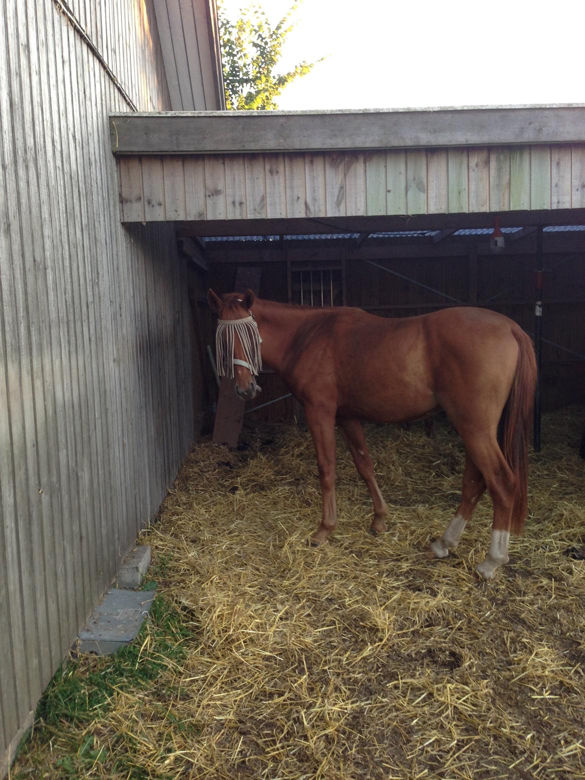 Anden særlig race Rocky - Møffe er endelig fri for fluer og det helt uden at være bange for fluenettet <3 (25.08.13 - Laura Mailand, mobil) billede 21