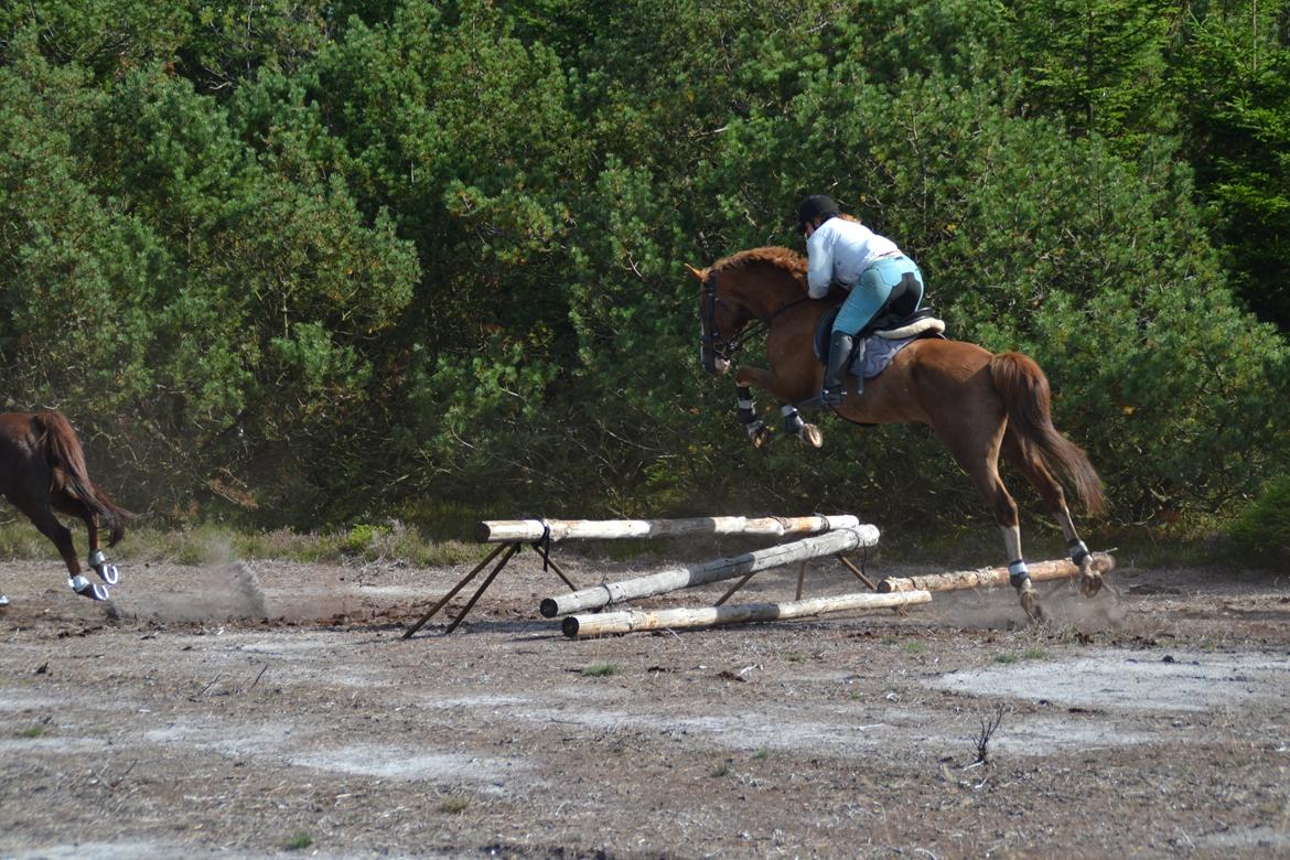 Dansk Varmblod Zico San *solgt* billede 8