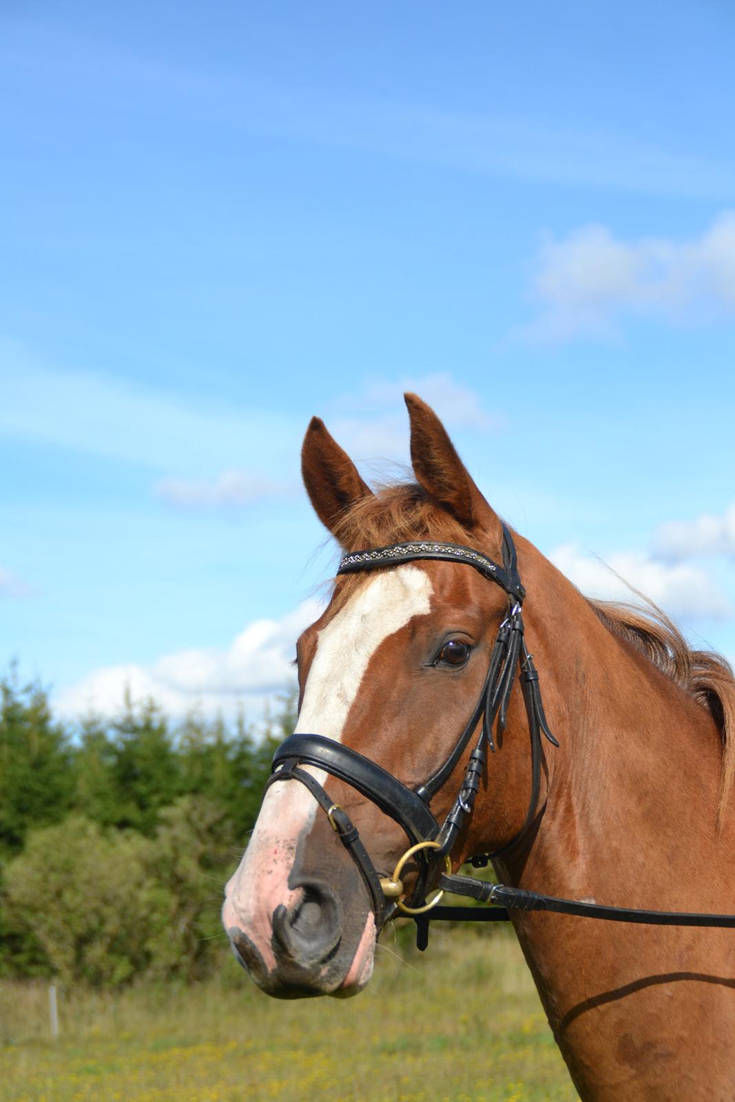 Dansk Varmblod Zico San *solgt* billede 13