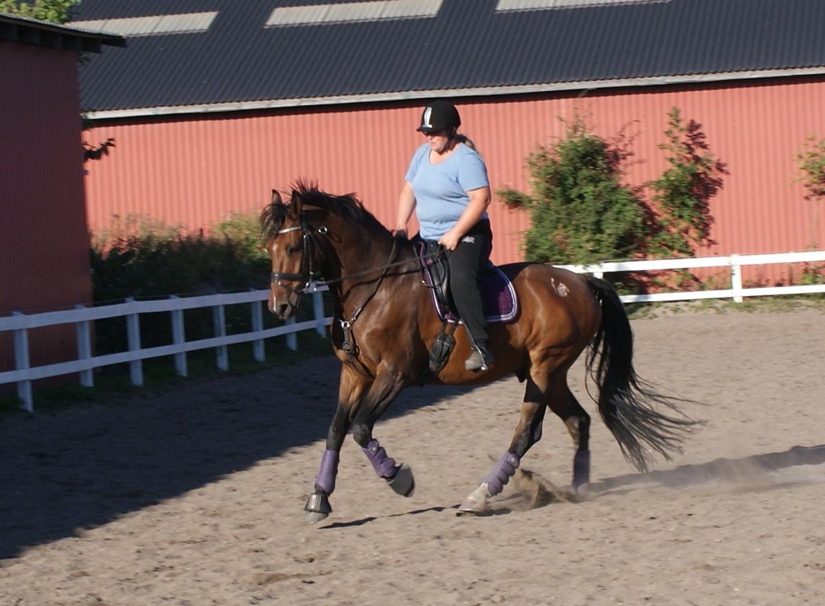 Dansk Varmblod • Ajour • - Min mor og Futte billede 17