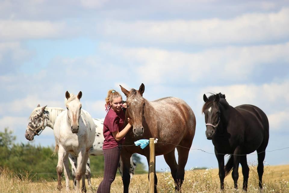 Knabstrupper Friis' Signe billede 14