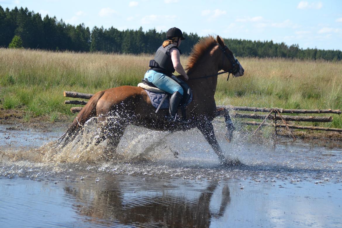 Dansk Varmblod Zico San *solgt* billede 15