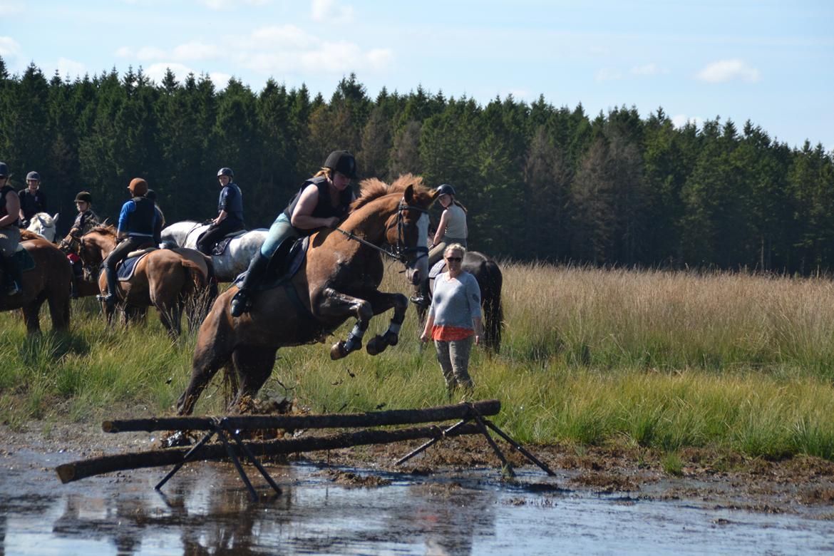 Dansk Varmblod Zico San *solgt* billede 16