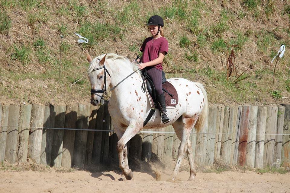 Knabstrupper Friis' Petrea billede 14