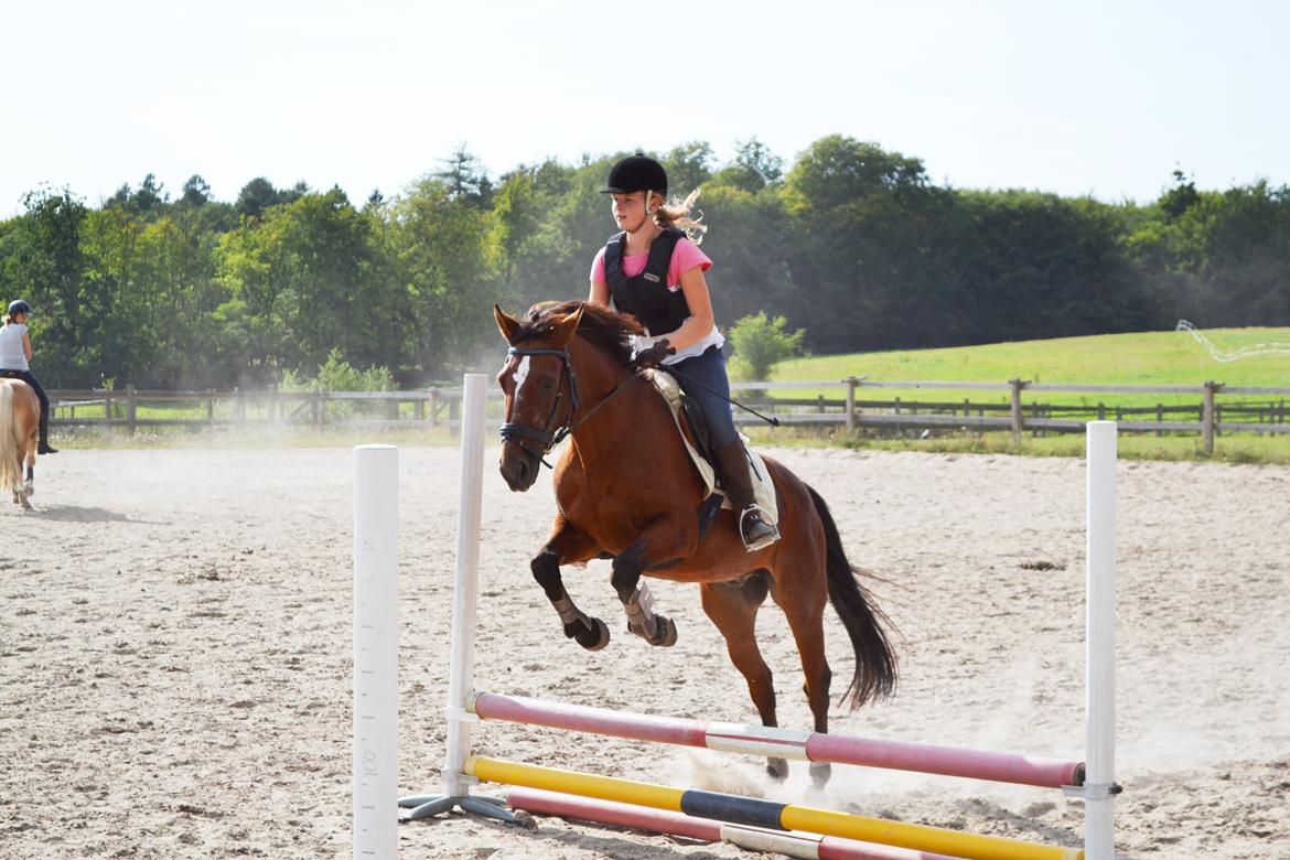 Anden særlig race Dinar billede 17