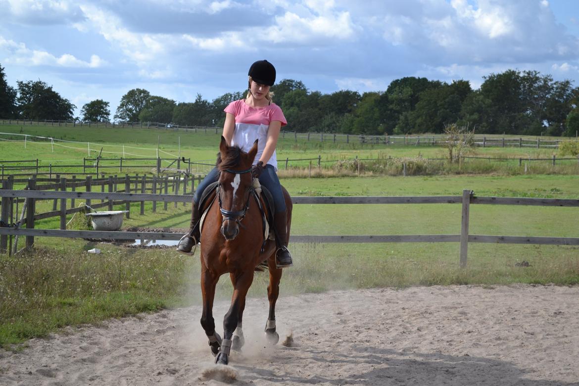 Anden særlig race Dinar - Dressur i springsaddel er dejligt  billede 4