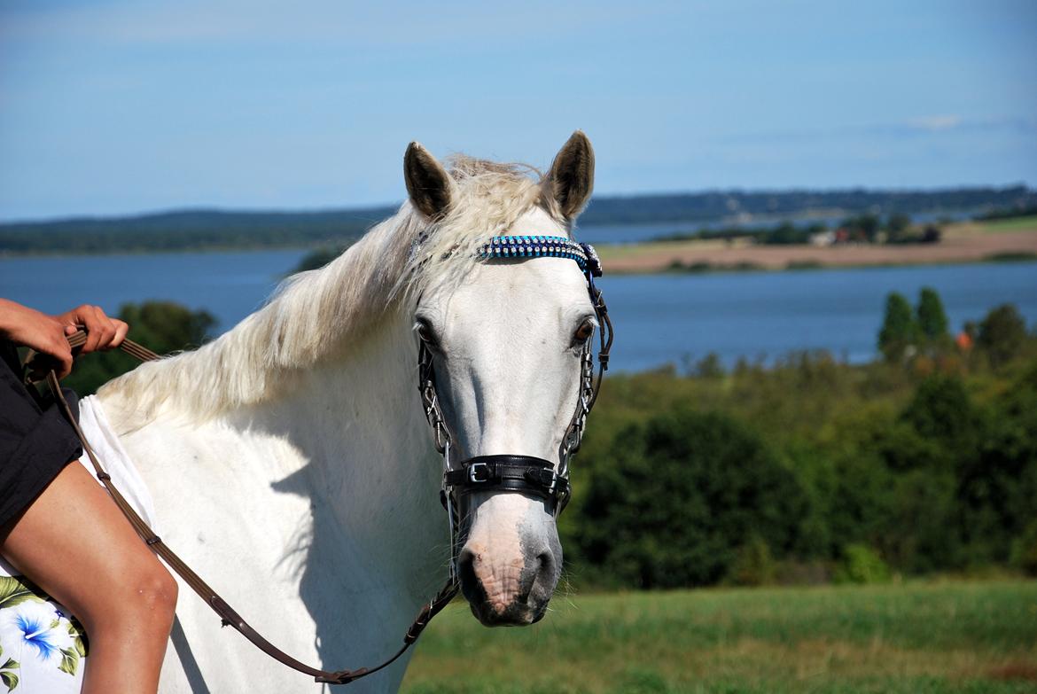 Irsk Sportspony Rahscanlon Lad  - White beauty - - Gudesmuk! <3 billede 2