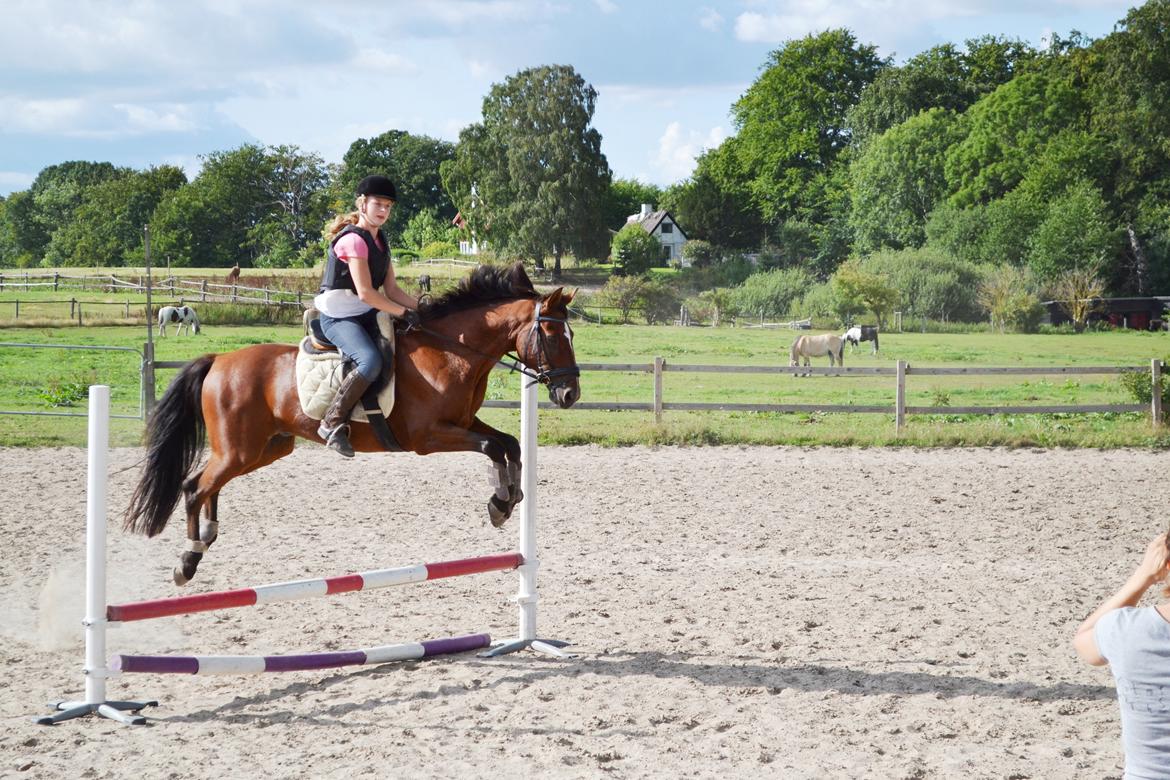 Anden særlig race Dinar - Flyvende billede 12