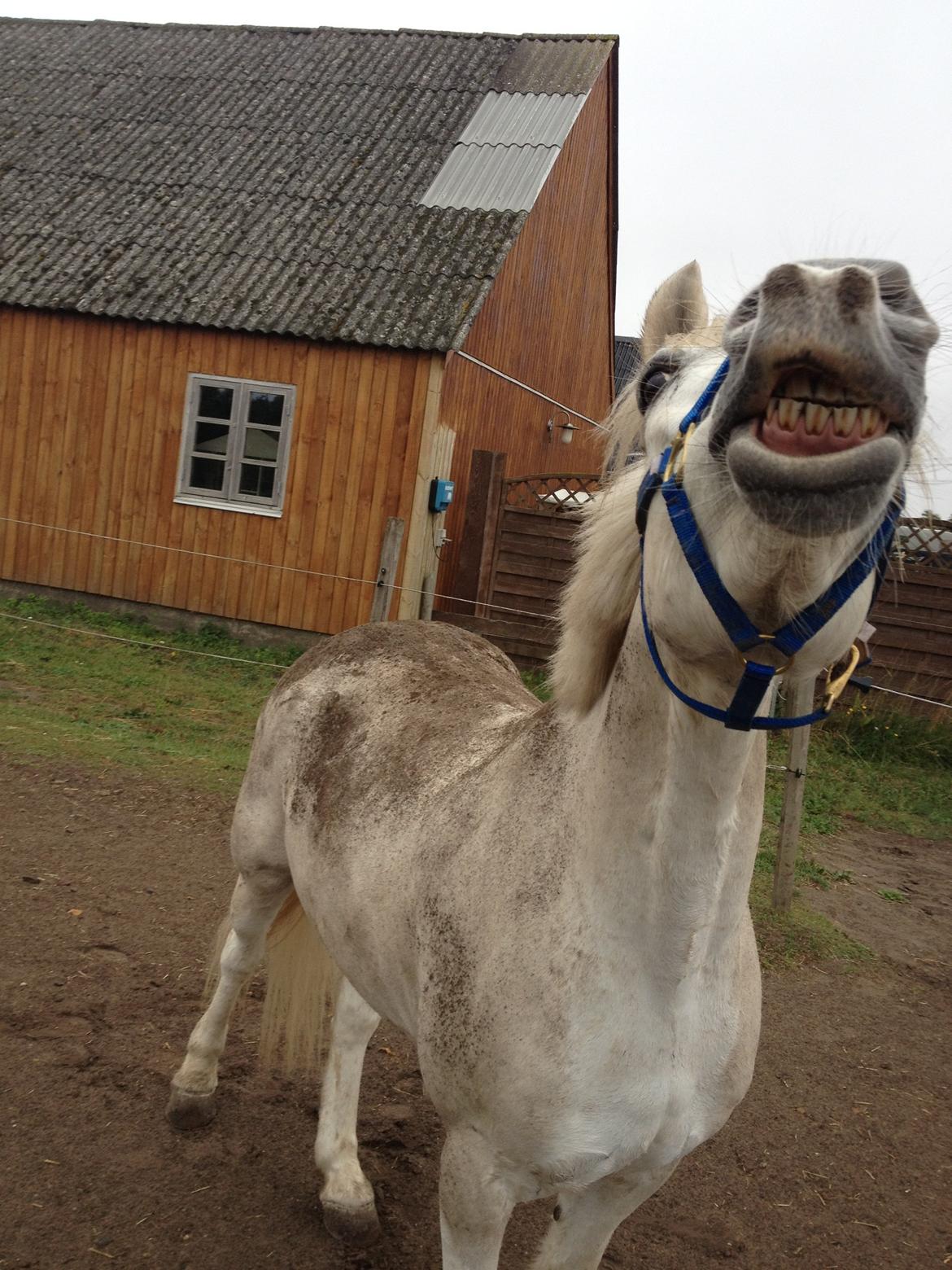 Anden særlig race Prins *Stjernen*  billede 19