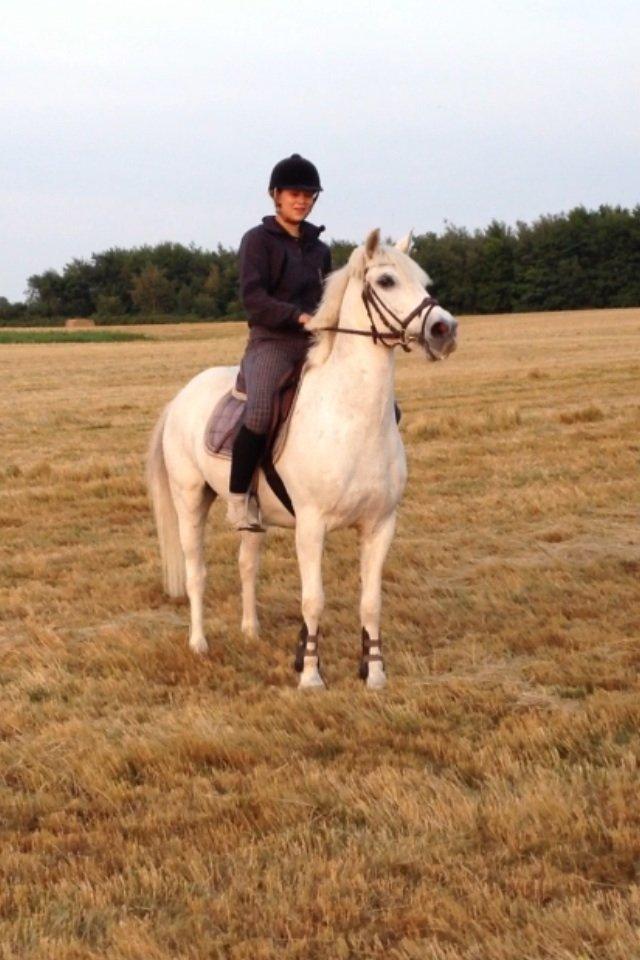 Anden særlig race Prins *Stjernen*  billede 20