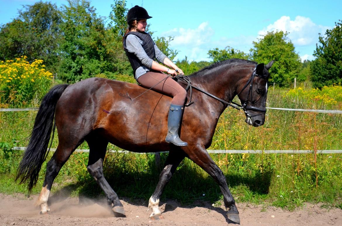 Oldenborg Joy (Joey) - Billedet er taget af Anna Rydell :) billede 2