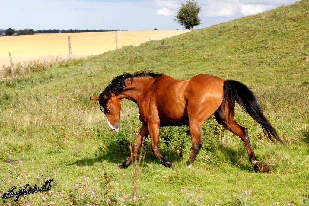 Dansk Varmblod Felix mosebo billede 7