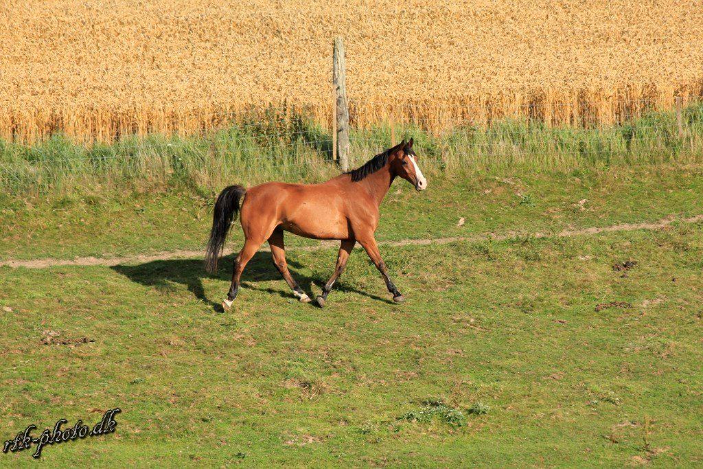Dansk Varmblod Felix mosebo billede 10