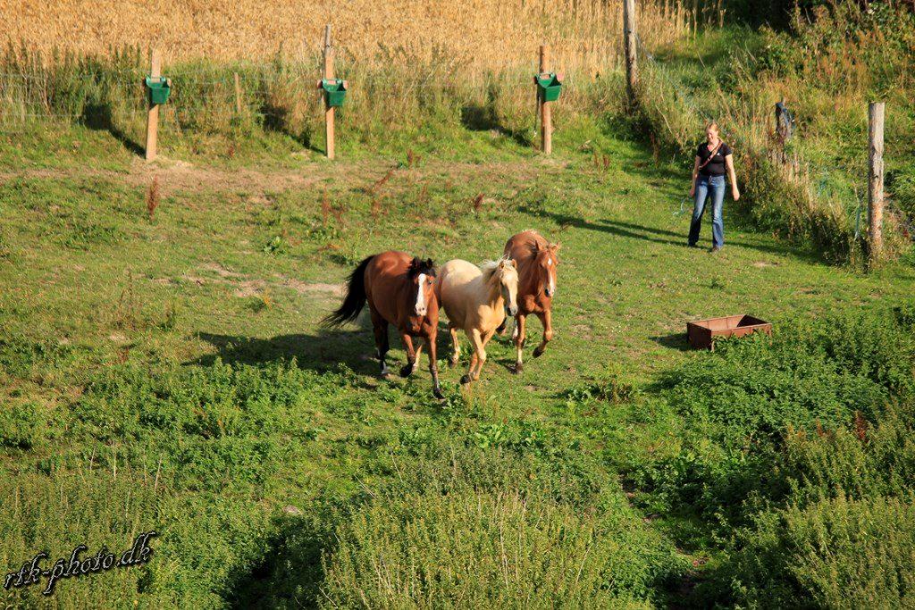 Dansk Varmblod Felix mosebo billede 13