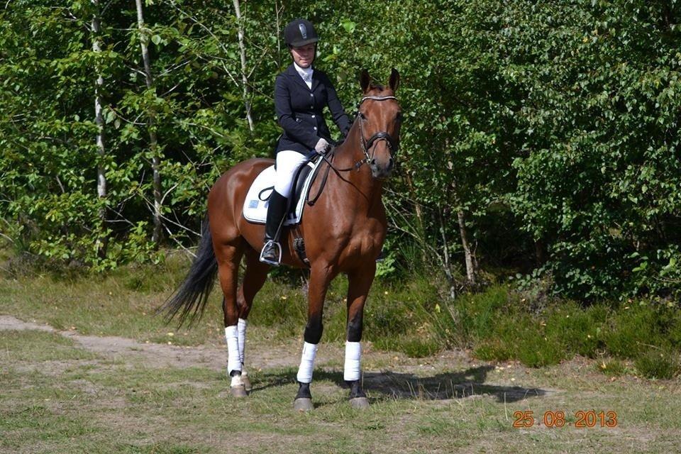 Dansk Varmblod Nørhedens Damsy Boy - Smækker lækker kæmpe pony :* billede 3