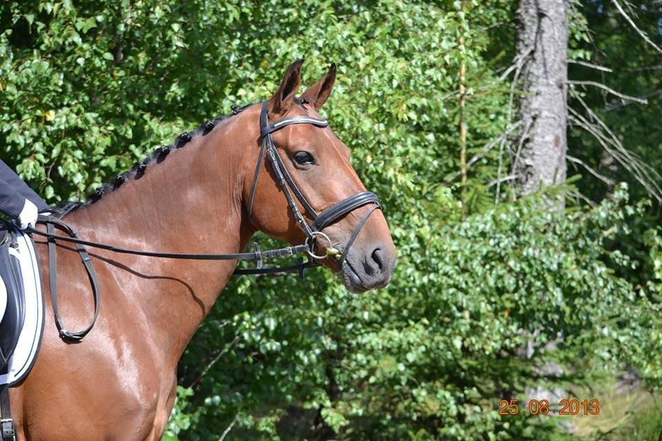 Dansk Varmblod Nørhedens Damsy Boy - Min drømmehest! <3 billede 5