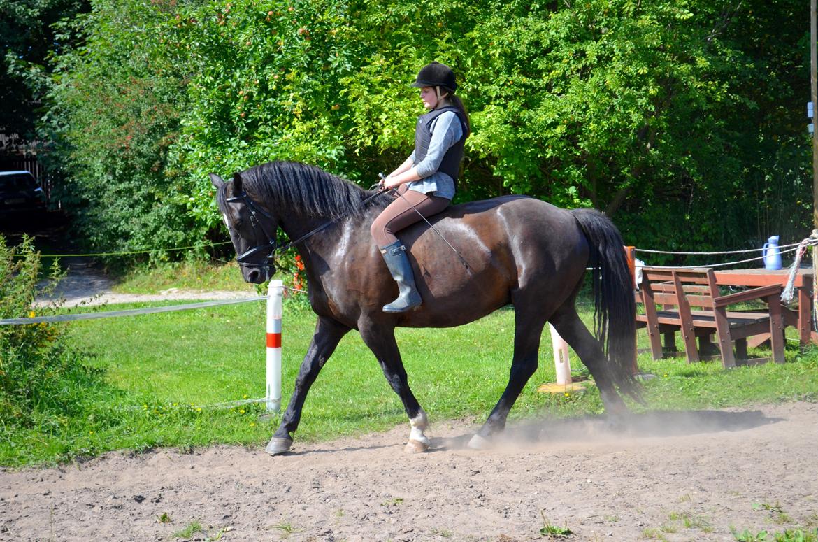 Oldenborg Joy (Joey) - Billedet er taget af Anna Rydell :) billede 4