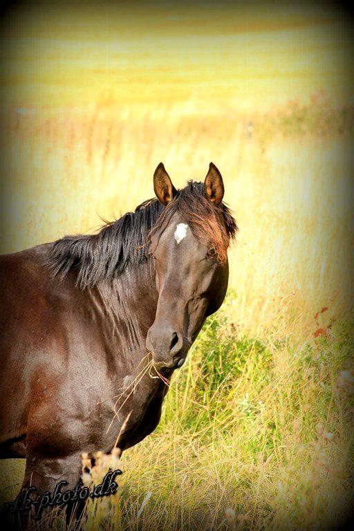 Dansk Varmblod skywalker billede 6