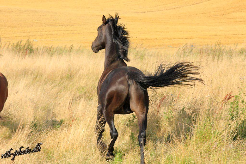 Dansk Varmblod skywalker billede 16