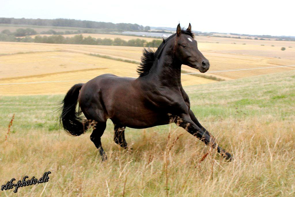 Dansk Varmblod skywalker billede 2