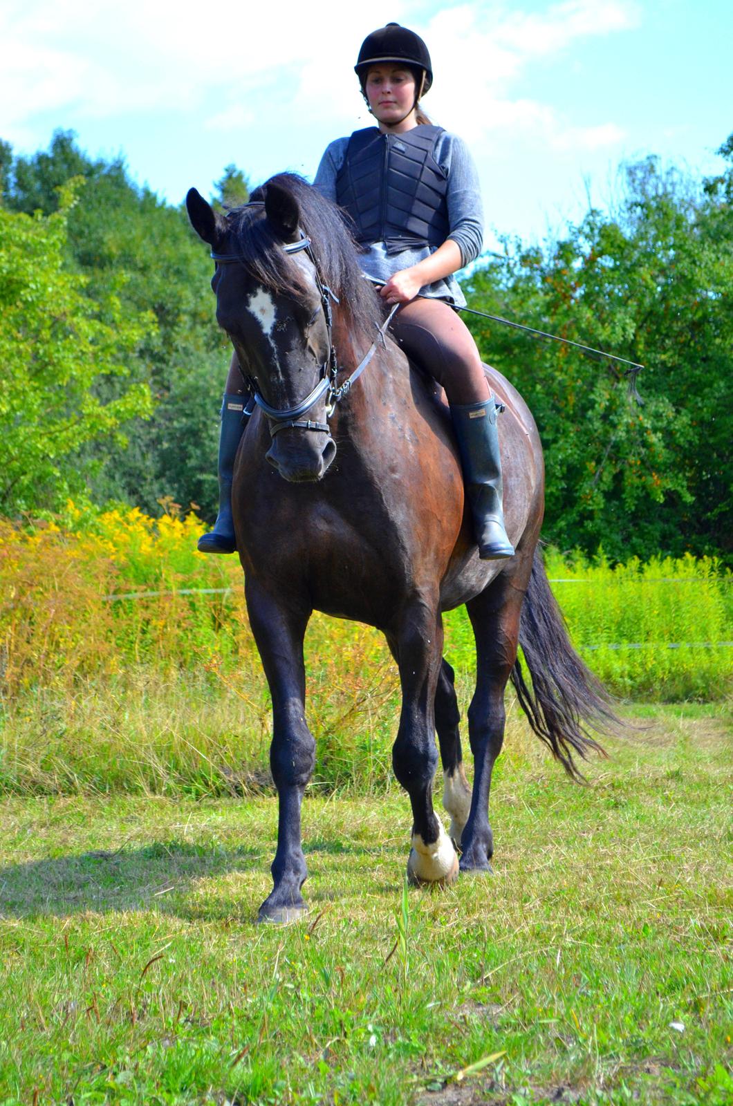 Oldenborg Joy (Joey) - Billedet er taget af Anna Rydell :) billede 1